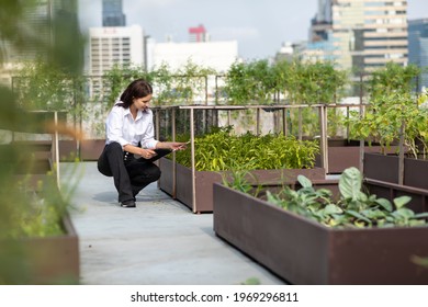 Portrait of female gardener working in Rooftop vegetable garden at the modern building. Agriculture in urban on the rooftop of the building
