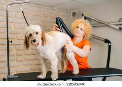 Portrait Of Female Groomer Drying Hair With Hair Dryer Of Curly Labradoodle Dog After Bathing In Grooming Salon. Woman Pet Hairdresser Giving Professional Care In Veterinary Spa Clinic