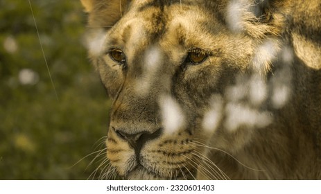 portrait of a female lion - Powered by Shutterstock