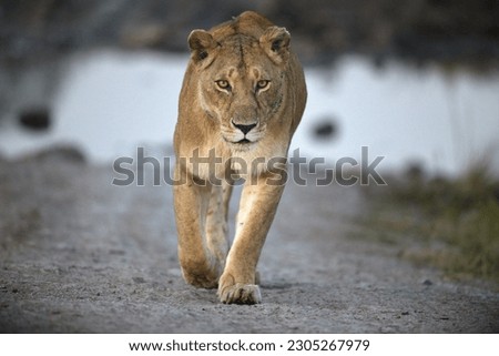 A portrait of a female lion, lioness staring and walking towards the photographer