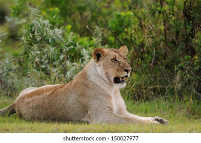 Portrait of a female lion, Masai Mara, Kenya