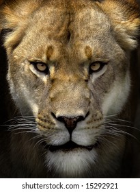 Portrait Of A Female Lion Starring