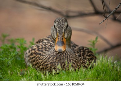 Portrait Of A Female Mallard 