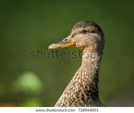 Similar – Small duckling in the grass