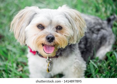 Portrait Of Female Malti Poo