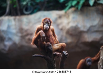 Portrait of female orangutan in the Leipzig Zoo