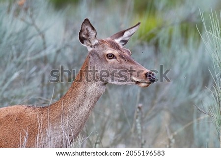 Similar – Foto Bild Bambi Tier Wildtier