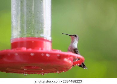 Portrait of female Ruby Throated Hummingbird perched on red feeder before green background