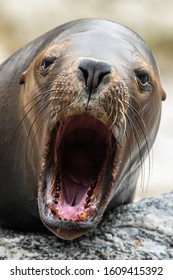 872 Sea Lion Mouth Open Images, Stock Photos & Vectors | Shutterstock