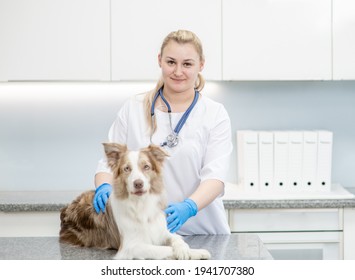 Portrait Of A Female Vet And Australian Shepherd Dog At Veterinary Clinic