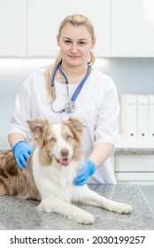 Portrait Of A Female Vet And Australian Shepherd Dog At Veterinary Clinic