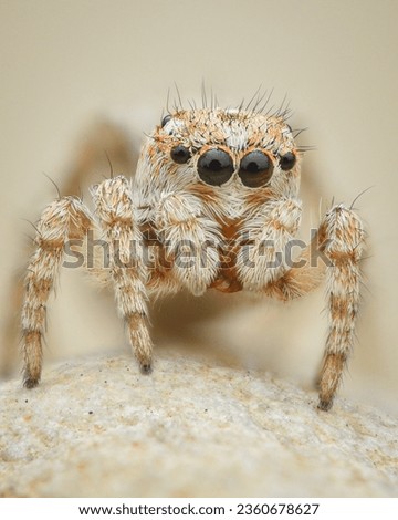 Portrait of female white and orange Distinguished Jumping Spider with striped legs, on a rock (Attulus distinguendus)