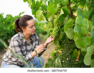 Portrait Of Female Winemaker Working With Grapes In Vineyard At Fields