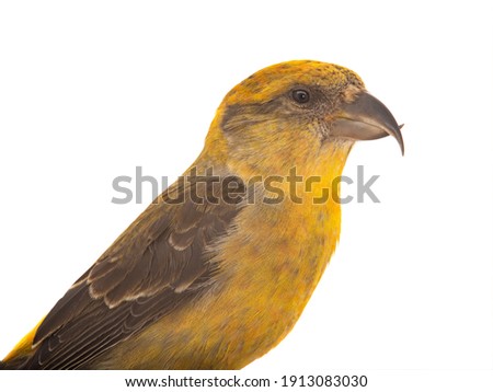 Similar – Beautiful yellow and grey canary