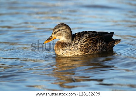 Portrait of a females of duck on the water
