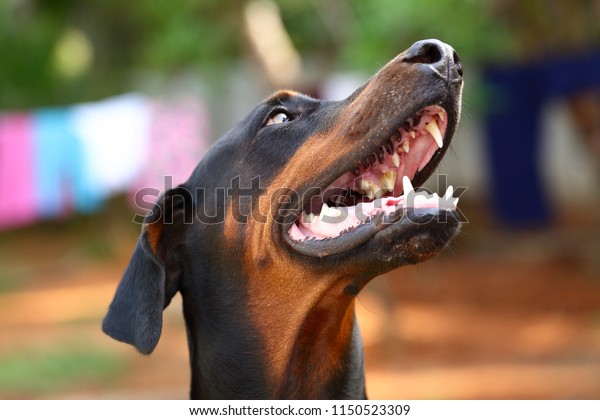 vicious doberman pinscher