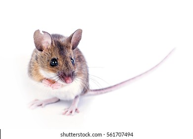 Portrait Of Field Mouse 