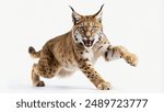 Portrait of a fierce Eurasian lynx in mid-stride, displaying its