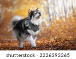 Portrait of Finnish Lapphund dog in nature in autumn or fall