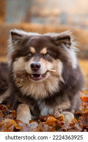 Portrait Of Finnish Lapphund Dog And Person Chewing On Antler Horn In Autumn Or Fall Season