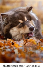 Portrait Of Finnish Lapphund Dog And Person Chewing On Antler Horn In Autumn Or Fall Season