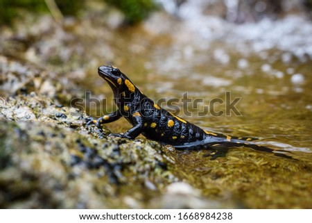 Portrait of fire salamander in river water stream natural environment. Small orange black amphibian lizard in natural habitat close-up macro shot. Vrhnika, Slovenia.