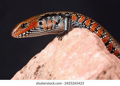 Portrait of a Fire Skink on a rock
 - Powered by Shutterstock