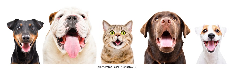 Portrait Of Five Cute Funny Pets, Isolated On A White Background