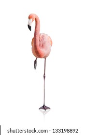 Portrait Of Flamingo Bird Isolated On White Background