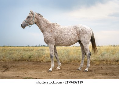 Portrait Of A Flea Biten Gray Arabian Thoroughbred Horse In A Blue Halter Against The Backdrop Of A Steppe Landscape