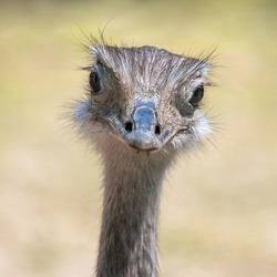 Greater rhea is large flightless South American bird which roams the