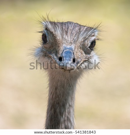 Similar – In the sights of the emus