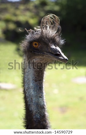 In the sights of the emus