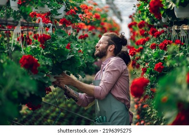 Portrait Of A Florist Man Holding Hanging Flower Pot While Sorting Flowers And Working In A Plant Nursery. Plantation Of Flowers In The Background. Gardening, Profession And People Concept.