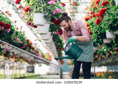 Portrait Of A Florist Man Watering Plants With Watering Can While Working In A Plant Nursery. Plantation Of Flowers In The Background. Gardening And People Concept. Wearing Apron And Gloves.