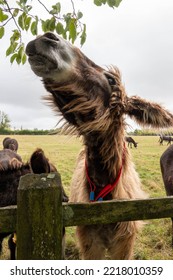 Portrait Of A Fluffy Brown Poitou Donkey