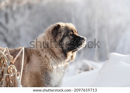 Portrait of a fluffy caucasian shepherd dog in the snow