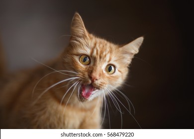 Portrait Of Fluffy Ginger Cat With Big White Whiskers