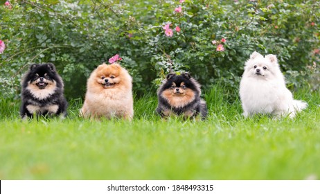 Portrait of fluffy pomeranian spitz dogs sitting on green grass smiling and posing at nature