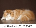 Portrait of a fluffy red Persian cat on a dark background in a studio.