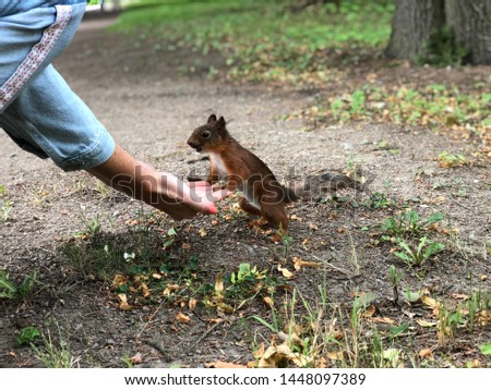 Portrait for fluffy red squirrel. Squirrel eats from hand. Little squirrel has lunch on the ground. Small rodent is holding nuts in small hands.
