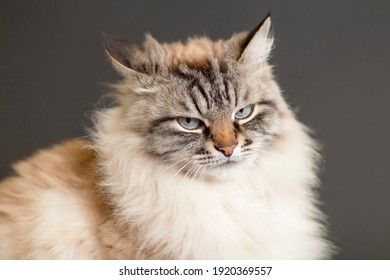 Siamese Cat Angry Images Stock Photos Vectors Shutterstock