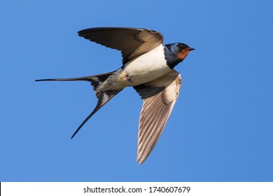 Portrait of a flying barn swallow (rustica hirundo) in front of a blue background