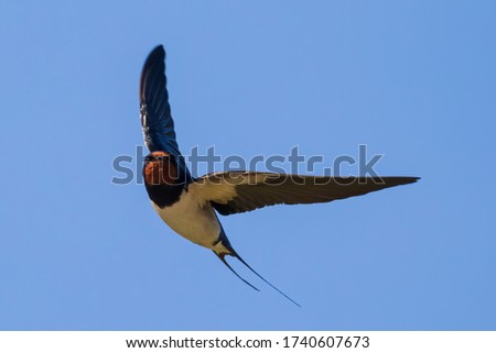 Portrait of a flying barn swallow (rustica hirundo) in front of a blue background