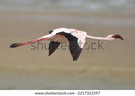 Portrait of a flying lessser flamingo, Walvis Bay