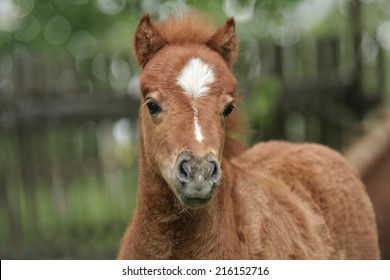 A portrait of foal. - Shutterstock ID 216152716