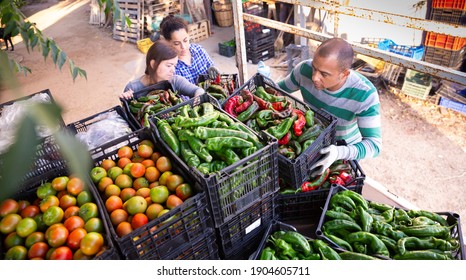 Portrait Of Focused Farm Workers Loading Boxes With Freshly Harvested Vegetables In Truck On Plantation