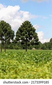 Portrait Format Of A Beautiful Landscape Of A Soybean Field With Two Araucaria Pine Trees With Copy Space. Paraná - Brasil