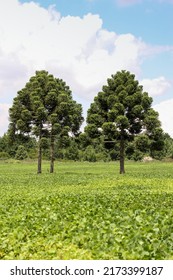 Portrait Format Of A Beautiful Landscape Of A Soybean Field With Two Araucaria Pine Trees. Paraná - Brasil