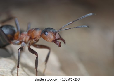 Formica Polyctena Images, Stock Photos u0026 Vectors  Shutterstock